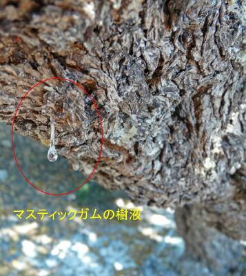 マスティックガムの樹液