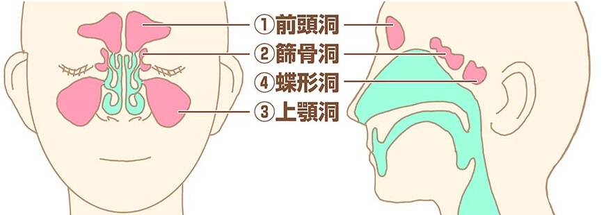 副鼻腔の構造